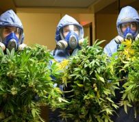 Apartment Grow-ops!