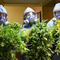 Apartment Grow-ops!
