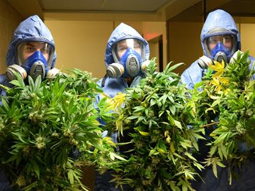 Halton Police seize $1.3 Million worth of Marijuana in Oakville raid.