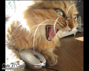 angry-cat-online