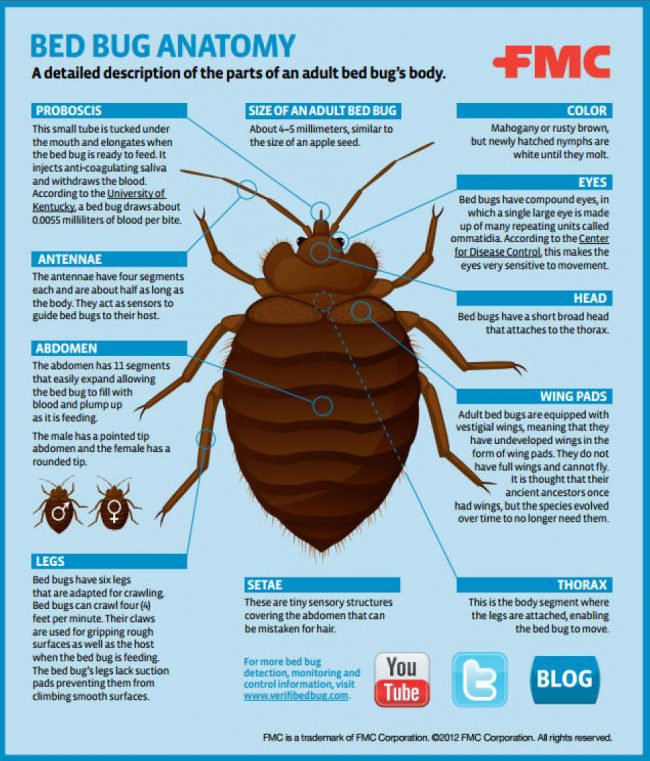 Bed Bugs Throughout History | RHB Magazine