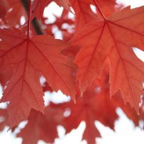 How Canadian provinces will grow – and shrink – in the decades to come