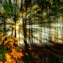 Easy being green: Trees in major Canadian cities provide millions of dollars in environmental benefits