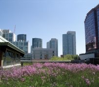 Washington, DC and Toronto top list of cities with the most green roof construction for 2014