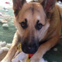 Should Pets Be Banned? Renters and Landlords Square Off