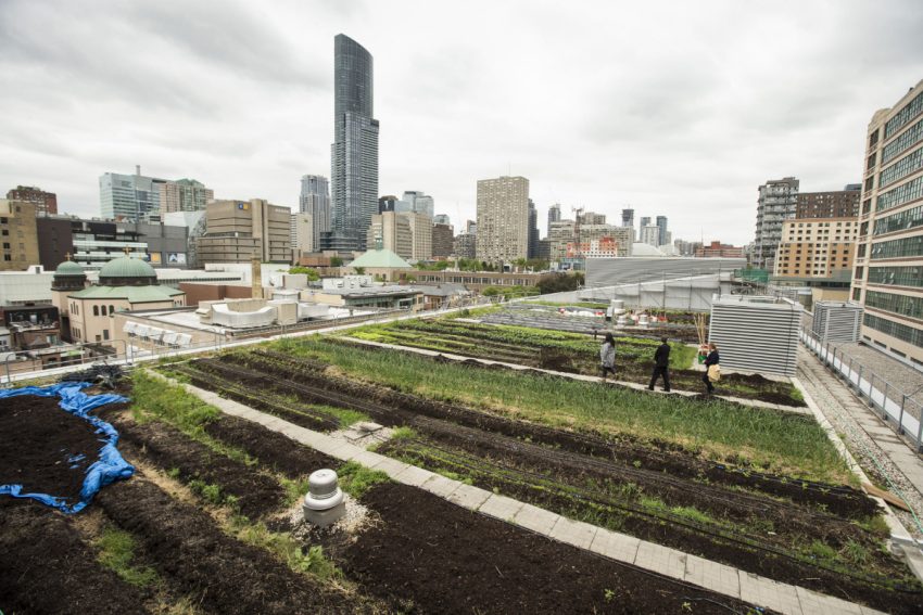 green-roof.jpg.size.custom.crop.850x567