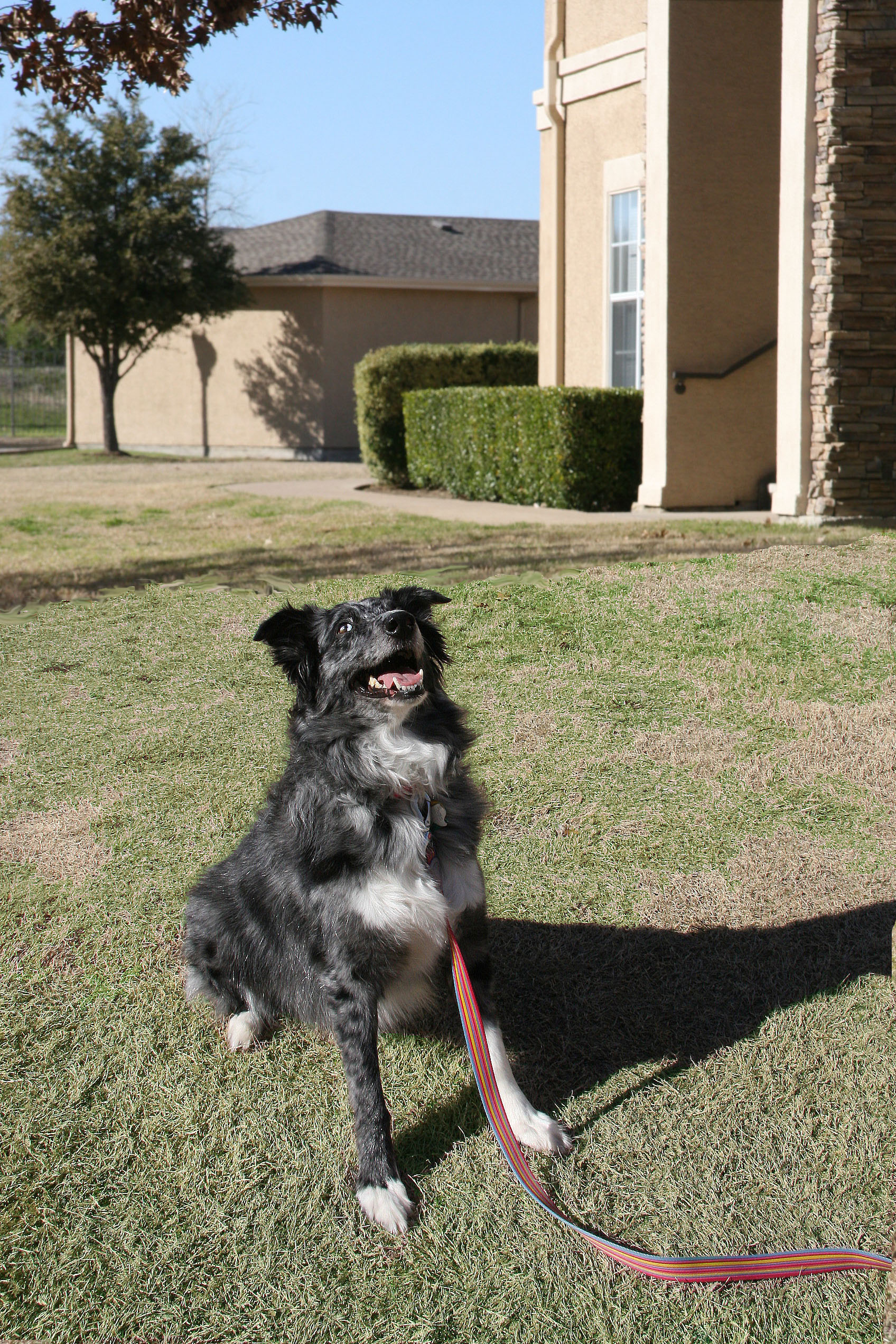pet-friendly-multifamily-communities-2