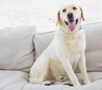 Pampered Pooches: Creating Pet-Friendly Multifamily Communities