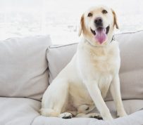 Pampered Pooches: Creating Pet-Friendly Multifamily Communities