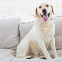 Pampered Pooches: Creating Pet-Friendly Multifamily Communities