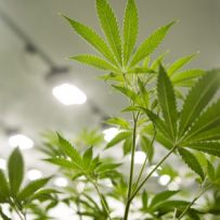 Canada Sold $1.2 Billion Of Weed To The World Last Year, StatCan Says
