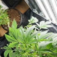 Can marijuana dispensaries enhance home values?