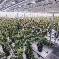 Canada’s Pot Industry Is Hungry for Real Estate