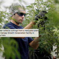 ‘They’re going to play dirty’: Legal cannabis industry set to battle criminal market