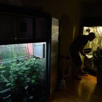 CFAA urges Senate to ban home growing