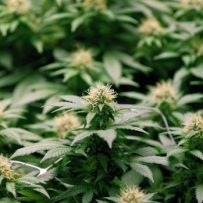 Greenhouse growers uproot other crops for a stake in lucrative cannabis market