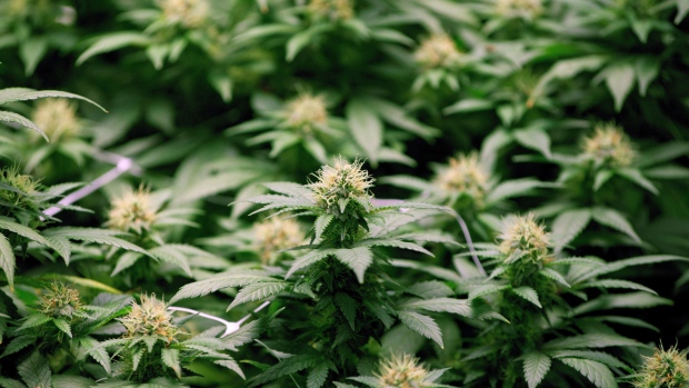 Greenhouse growers uproot other crops for a stake in lucrative cannabis market