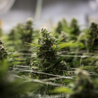 Pot Sector Focus Shifts From Legalization to Legitimacy