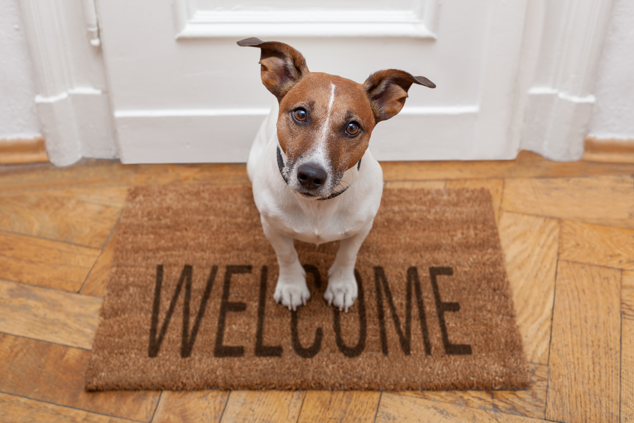 SIX STEPS TO PROTECT YOUR MULTIFAMILY ASSETS FROM PET LIABILITY