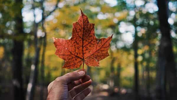 CANADA’S IMMIGRATION PROBLEM: NOT ENOUGH HOMES FOR NEWCOMERS